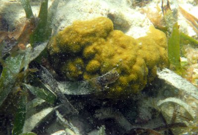 aP6240084 stony coral.jpg