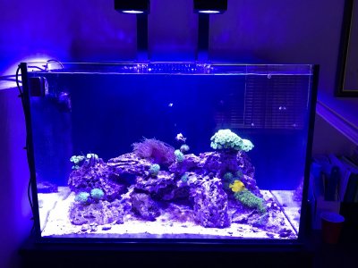 Tank 2 6-20-2020.jpg Tank 2 6-20-2020.jpg
