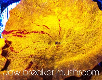 jaw breaker.jpg jaw breaker.jpg