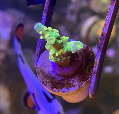 LIVE CORAL FRAG SF Yellow Submarine Zoanthids 