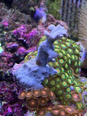 coralid.jpg
