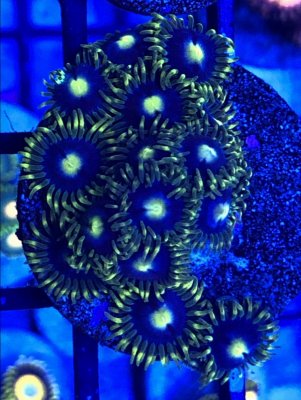 Bought Blue Diamonds.jpeg Bought Blue Diamonds.jpeg