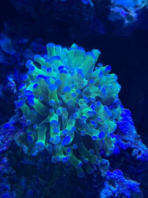 0632F1E0-AC7D-4C3B-9C1A-B6AA6A013851.jpeg 0632F1E0-AC7D-4C3B-9C1A-B6AA6A013851.jpeg