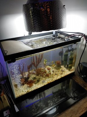 Different Tank Grow Out 071420.jpg