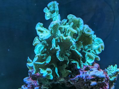 Cactus Colony.jpg Cactus Colony.jpg