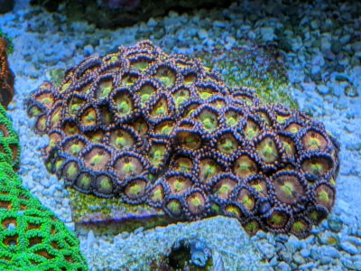 Crybaby Zoas.jpg Crybaby Zoas.jpg