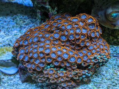 Fire and Ice Zoas.jpg Fire and Ice Zoas.jpg