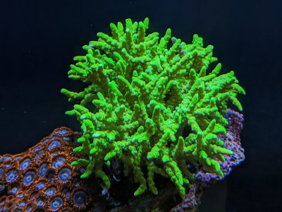Green Goblin Anacropora.jpg Green Goblin Anacropora.jpg