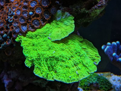 Green Monti Cap.jpg Green Monti Cap.jpg