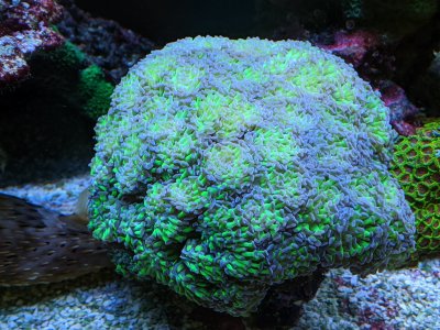 Hammer Colony.jpg Hammer Colony.jpg