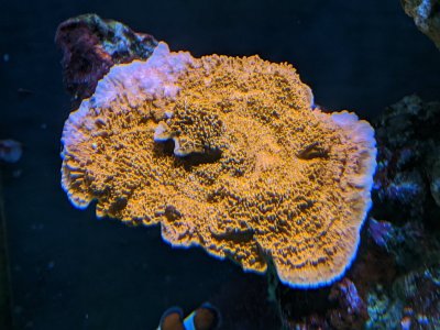 Red Monti Cap.jpg Red Monti Cap.jpg
