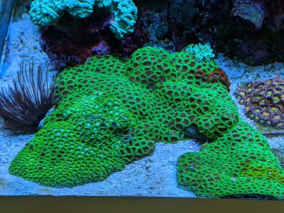Watermellon Zoas.jpg Watermellon Zoas.jpg