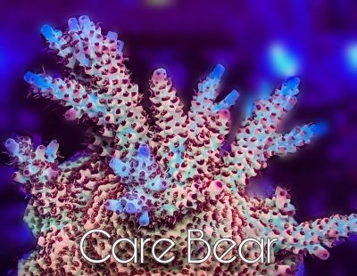 care bear.jpg care bear.jpg
