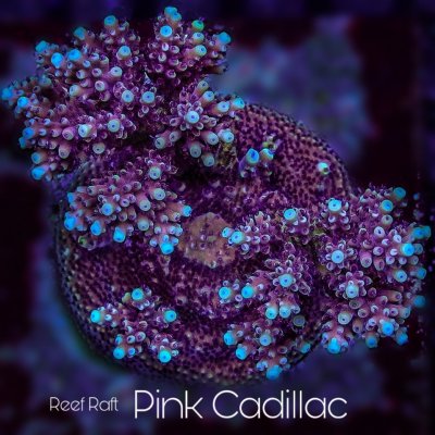 pink cadilac final.jpg pink cadilac final.jpg