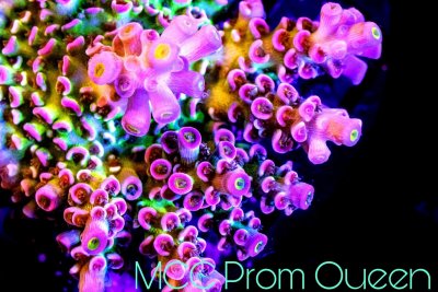 prom queen web.jpg prom queen web.jpg