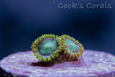 July11th corals (7 of 7).jpg