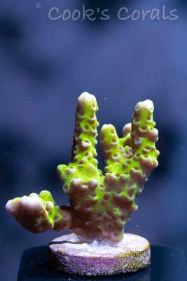July11th corals (5 of 7).jpg