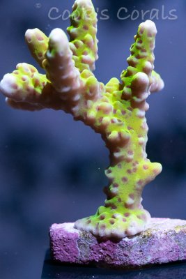 July11th corals (4 of 7).jpg