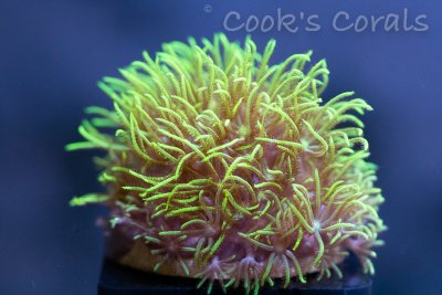 July11th corals (1 of 7).jpg