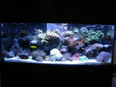 13-12 Fish Tank 001.jpg