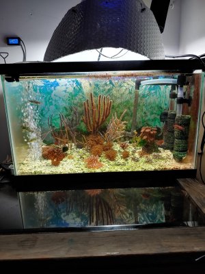 Different Tank Build ...Day 40...Added Background...Colored flour and salt sponge dab...Tuscan...jpg