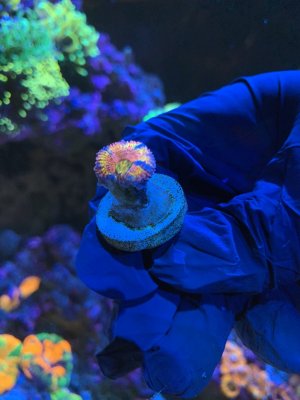 Q. Rainbow Acan $75.JPG Q. Rainbow Acan $75.JPG