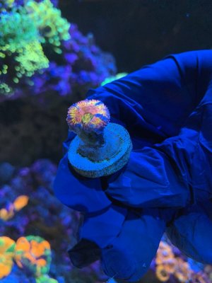 Q. Rainbow Acan $75.JPG