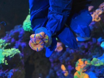 R. Rainbow Acan $150.JPG R. Rainbow Acan $150.JPG