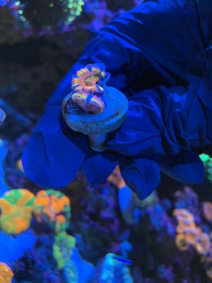 S. Rainbow Acan $130.JPG S. Rainbow Acan $130.JPG