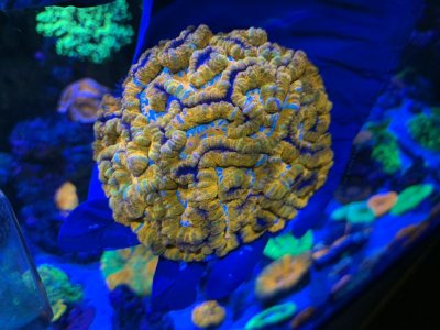 U. Wilsoni - $800JPG.JPG U. Wilsoni - $800JPG.JPG