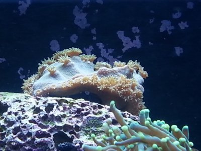 Cup coral 1-23-15.jpg