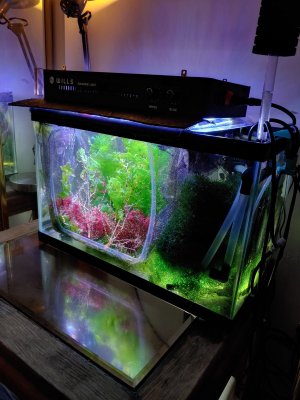 Seahorse Tank Build...080720...White and Blue Control Reef Light...Bottom Side Refugium Grow L...jpg
