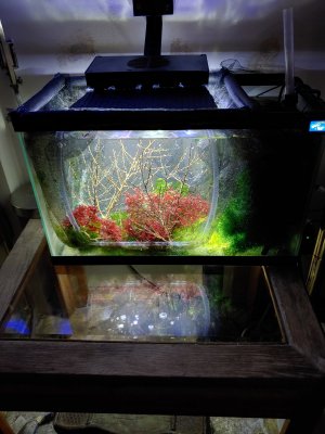 Saehorse Tank Build update New Light 30 watt LED Dual Channel  and removed most Ulva for bette...jpg