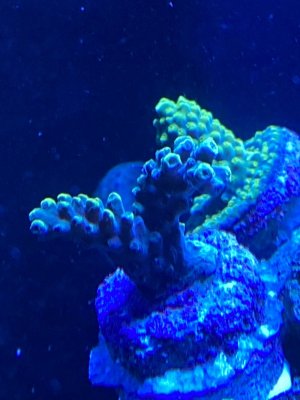 Coral 7.JPG