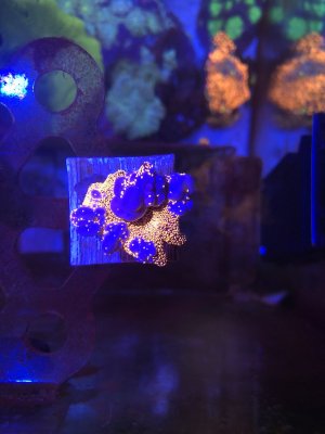 DE918856-DD3D-4E57-97C4-05E8F11F55B4.jpeg DE918856-DD3D-4E57-97C4-05E8F11F55B4.jpeg