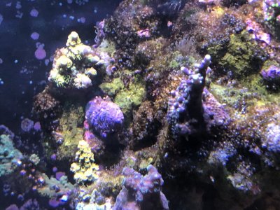 CF8BFCC7-5516-4737-8A8D-72389CA9E70A.jpeg CF8BFCC7-5516-4737-8A8D-72389CA9E70A.jpeg