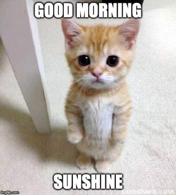 Cute-Cat-Saying-Good-Morning-Sunshine.jpg