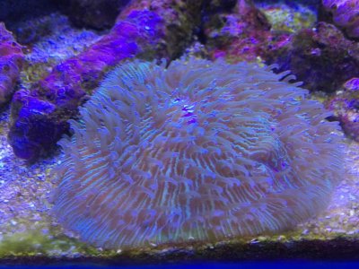 ImageUploadedByREEF2REEF1422563274.754785.jpg