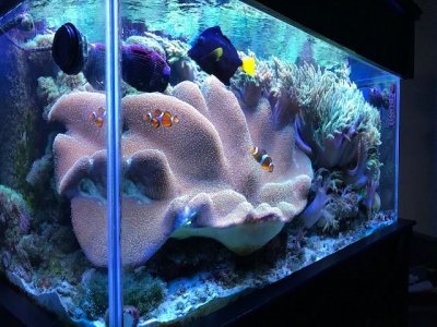Fish Coral.jpg