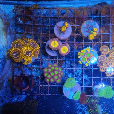 【再値下げしました】 volkjapan GrassySolar 【Reef】 GrassyCore Reef / リーフ - ボルクスジャパン ダイレクト