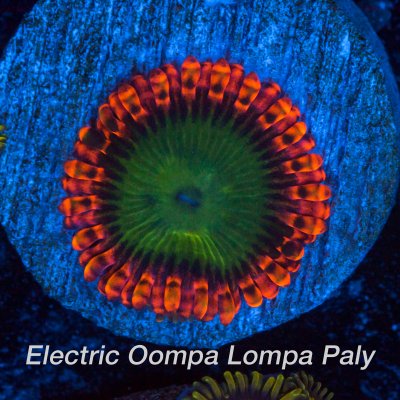 Electric-oompa-1200x1200.jpg