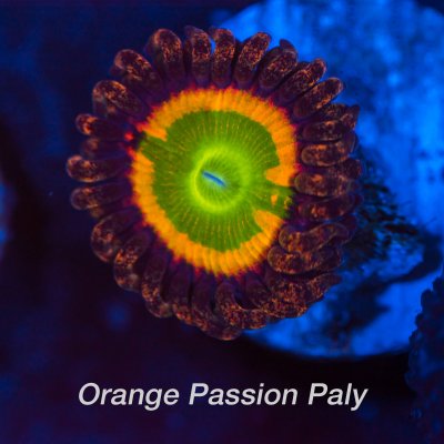 Orange-Passion-1200x1200.jpg