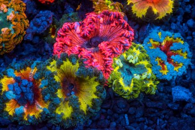 gotcorals-105.jpg