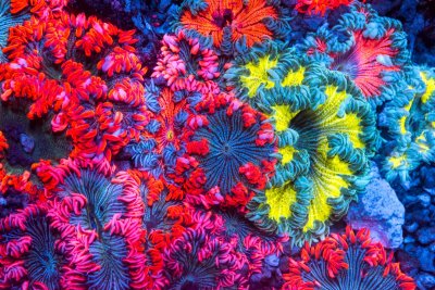 gotcorals-106.jpg