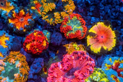 gotcorals-107.jpg