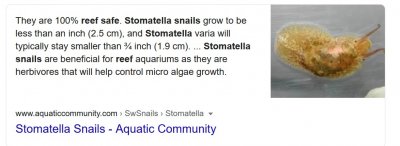 stomatella snail.jpg