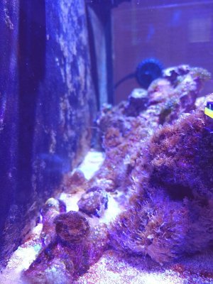 Hydroids (2).jpg
