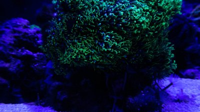 Reef hq-20.jpg