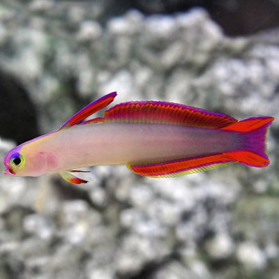 lg89265FirefishPurple.jpg lg89265FirefishPurple.jpg