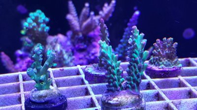 new coral.jpg